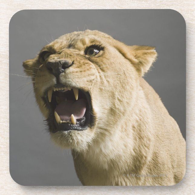 Lioness roaring coaster (Front)