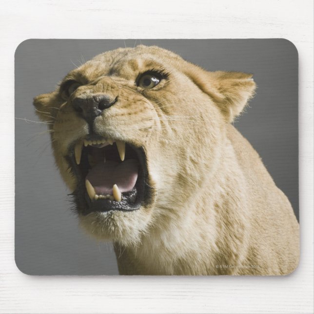 Lioness roaring mouse mat (Front)