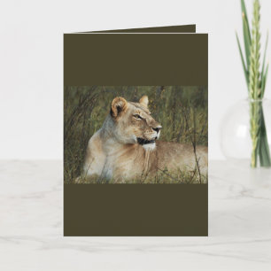 Lioness - safari greeting cards