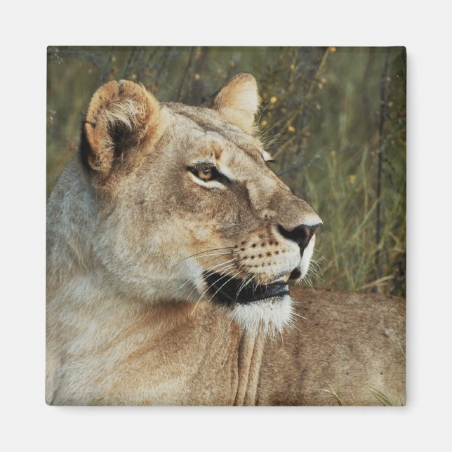 Lioness safari magnets - customise (Front)