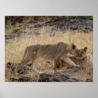 Lioness Sisters – Maasai Mara Safari Wildlife Post Poster