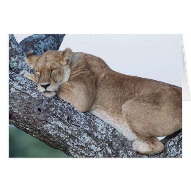 Lioness Sleeping in Tree (Front Horizontal)