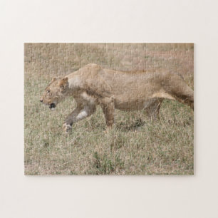 lioness stalk jigsaw puzzle