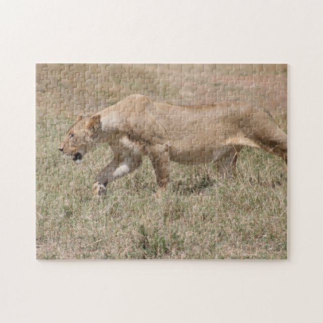 lioness stalk jigsaw puzzle (Horizontal)