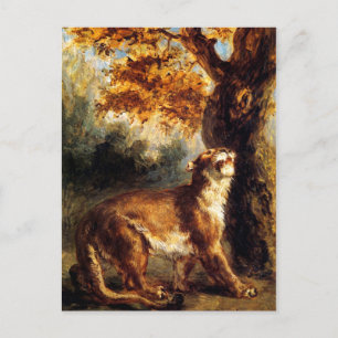 Lioness Stalking Her Postcard