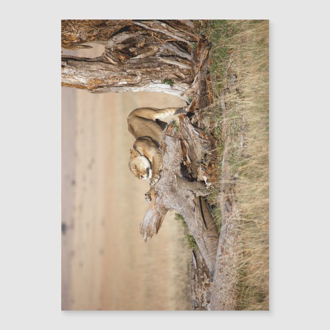 Lioness stretching (Front)