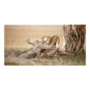 Lioness stretching card