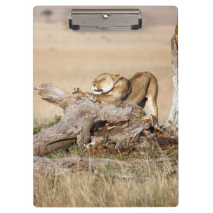 Lioness stretching clipboard