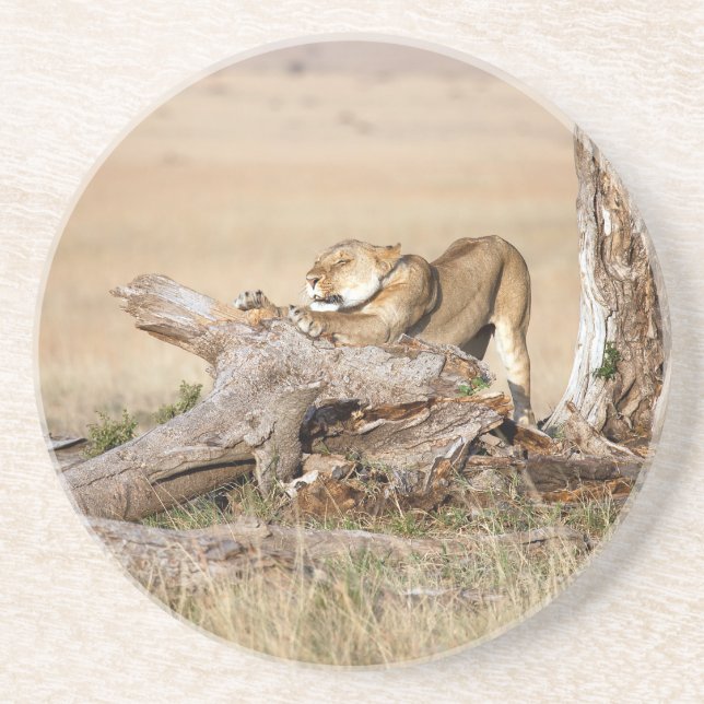 Lioness stretching coaster (Front)