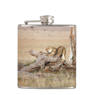 Lioness stretching hip flask