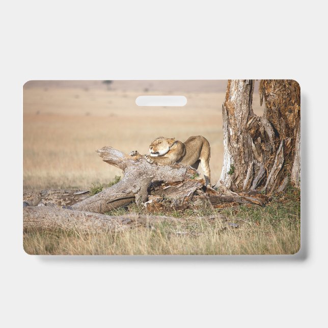 Lioness stretching ID badge (Front)