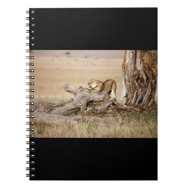 Lioness stretching notebook (Front)