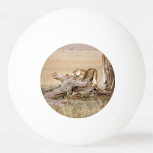 Lioness stretching ping pong ball