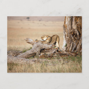 Lioness stretching postcard