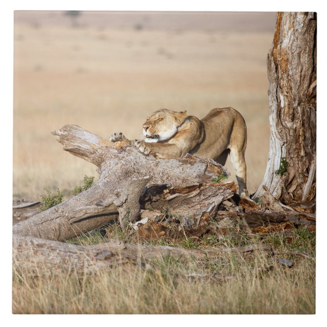 Lioness stretching tile (Front)