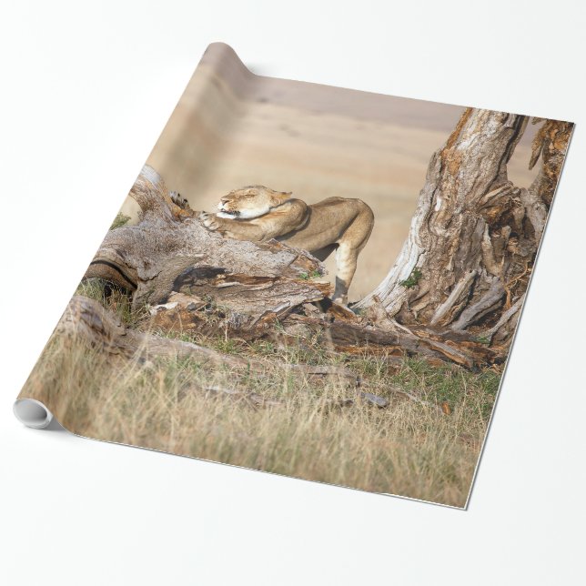 Lioness stretching wrapping paper (Unrolled)