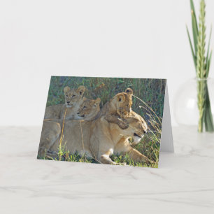 LIONESS WITH THREE CUBS greeting card