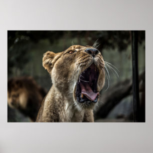 LIONESS YAWNING POSTER