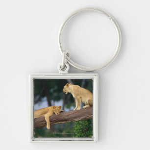 Lionesses in a tree key ring