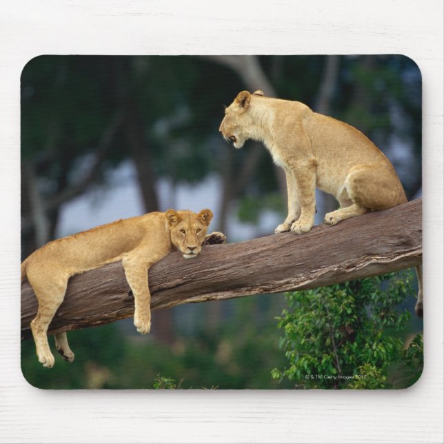 Lionesses in a tree mouse mat (Front)