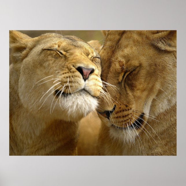 Lionesses Poster (Front)