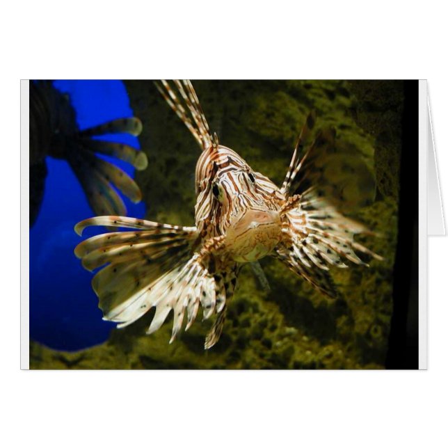 lionfish (Front Horizontal)