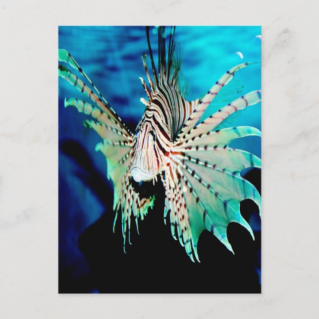 Lionfish Beauty Postcard (Front)