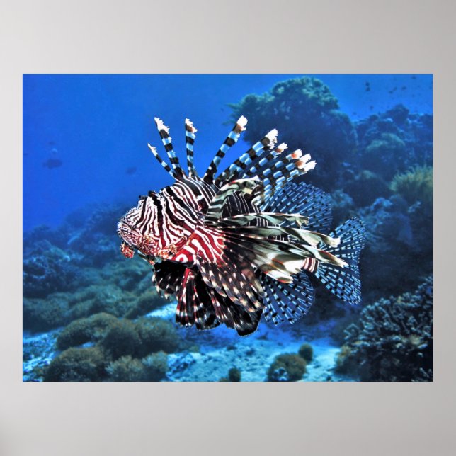 Lionfish-Komodo Poster (Front)