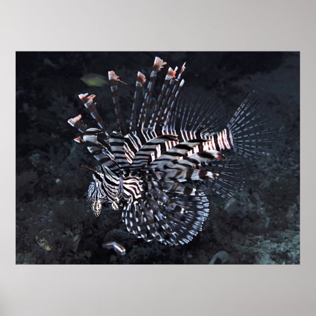 Lionfish of the Coral Triangle Poster (Front)