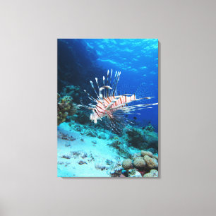 Lionfish or Pterois Miles, Ocean Reef Fish Canvas Print
