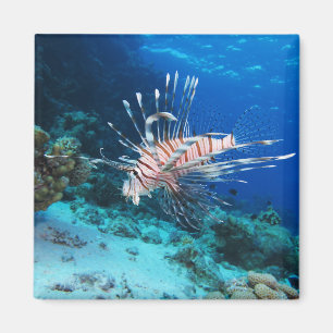 Lionfish or Pterois Miles, Ocean Reef Fish Magnet