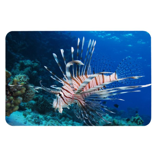 Lionfish or Pterois Miles, Ocean Reef Fish Magnet (Horizontal)