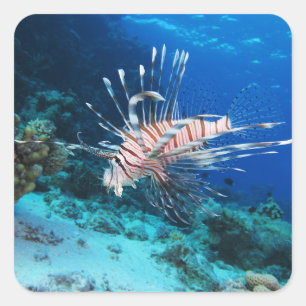 Lionfish or Pterois Miles, Ocean Reef Fish Square Sticker