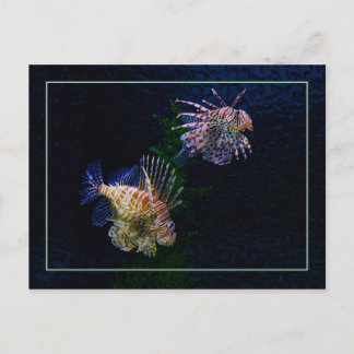 Lionfish Pair Postcards