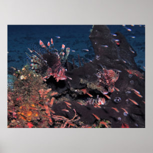Lionfish Party Poster