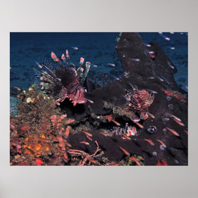 Lionfish Party Poster (Front)