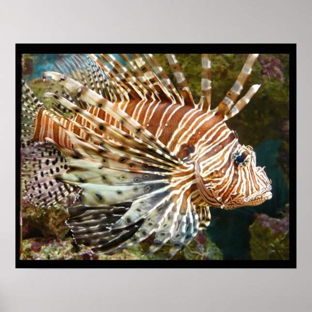 Lionfish Poster (Front)