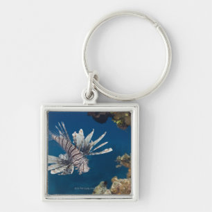 Lionfish (Pterois volitans) swimming over Key Ring