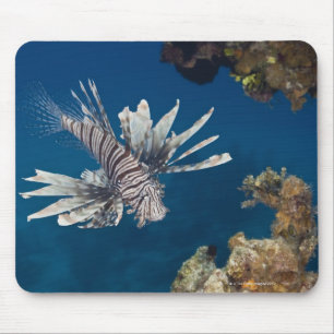 Lionfish (Pterois volitans) swimming over Mouse Mat