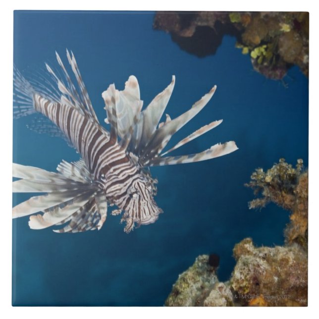 Lionfish (Pterois volitans) swimming over Tile (Front)