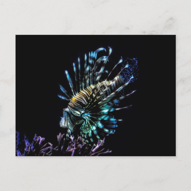 Lionfish swims postcard (Front)