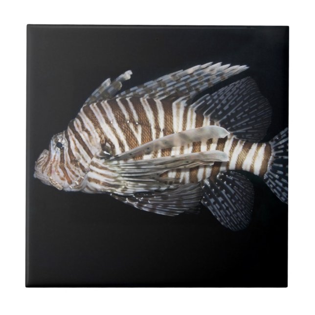 Lionfish Tile (Front)