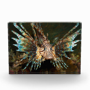 Lionfish up close! Very close and intense photo Block