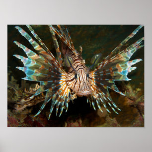 Lionfish up close! Very close and intense photo    Poster