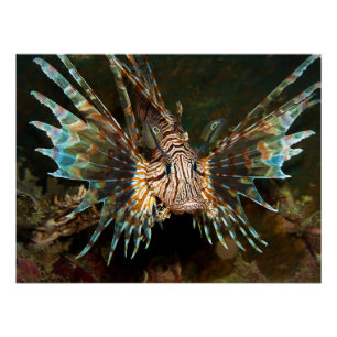 Lionfish up close! Very close and intense photo    Poster
