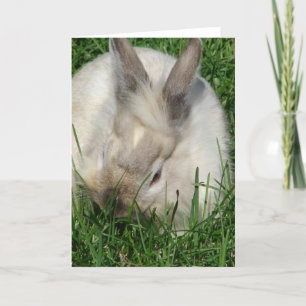 Lionhead Bunny All Occasions Card