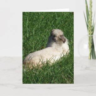 Lionhead Bunny in the Grass Card