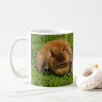 Lionhead Holland Mini Lop Bunny Rabbit