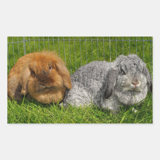 Lionhead Holland Mini Lop Bunny Rabbit Rectangular Sticker (Front)