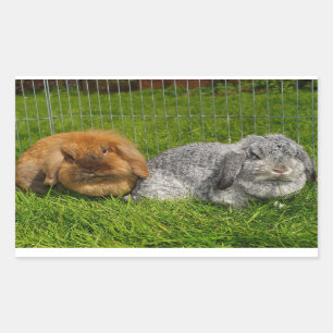 Lionhead Holland Mini Lop Bunny Rabbit Rectangular Sticker